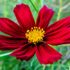 300 RED COSMOS DAZZLER Cosmos Bipinnatus Flower Seeds