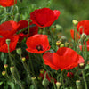 Red American Legion (Corn / Shirley / Flanders) Poppy Papaver Rhoeas Flower Seeds – photo 10