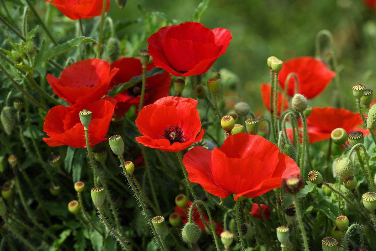 Red American Legion (Corn / Shirley / Flanders) Poppy Papaver Rhoeas Flower Seeds – photo 10