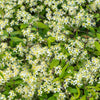 20 WHITE CLEMATIS Virginiana / Virgins Bower Flower Vine Seeds