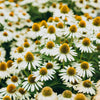 50 WHITE CONEFLOWER Echinacea Purpurea Flower Seeds