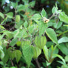 200 Organic GROUND CHERRY Physalis Pruinosa ( Golden Strawberry / Chinese Lantern ) Vegetable Seeds