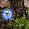 400 Blue & White LOVE IN A MIST Nigella Damascena Fennel Flower Seeds