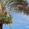 10 TRIANGLE PALM TREE Dypsis Decaryi Rare Tropical from Madagascar Seeds