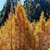 20 DAWN REDWOOD Tree Metasequoia Glyptostroboides Conifer Seeds