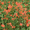 50 SCARLET MASK FLOWER Hummingbird Plant Red Alonsoa Warscewiczii Seeds