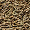 500 Organic CUMIN Cuminum Cyminum Herb Flower Seeds