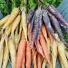 300 LUNAR WHITE CARROT Daucus Carota Vegetable Seeds