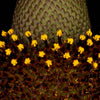 3000 CLASPING CONEFLOWER Rudbeckia Amplexicaulis Yellow Flower Seeds