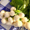 Hailstone White Globe Radish Seeds – Raphanus Sativus Vegetable – photo 5