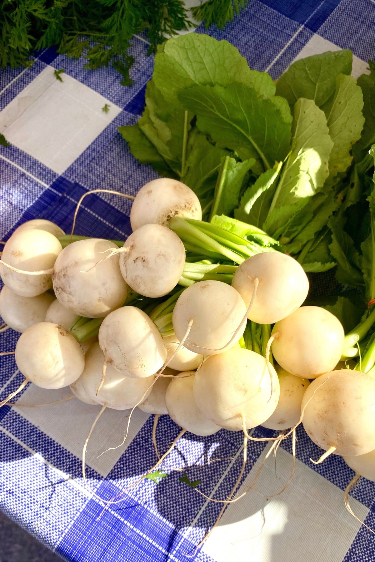 Hailstone White Globe Radish Seeds – Raphanus Sativus Vegetable – photo 5