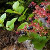 40 SALAL BERRY Gaultheria Shallon Pink White Flowers Blue Fruit Shrub Seeds