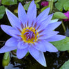 10 BLUE WATER LILY / Lily Pad / Asian Water Lotus / Sacred Egyptian Lotus Nymphaea Caerulea Flower Seeds