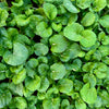1500 UPLAND CRESS American Land Cress Barbarea Verna Creasy Vegetable Herb Seeds