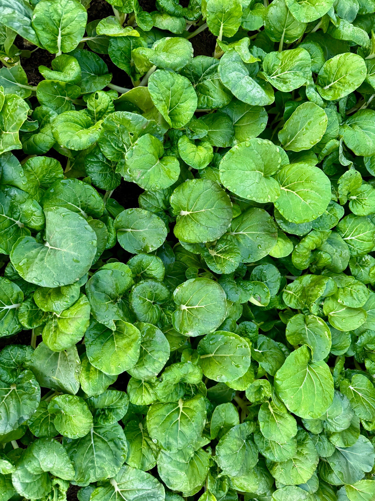Upland Cress Seeds – American Land Cress Barbarea Verna Creasy Vegetable Herb