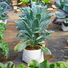 1500 LACINATO KALE Dinosaur Tuscan Black Brassica Oleracea Vegetable Seeds