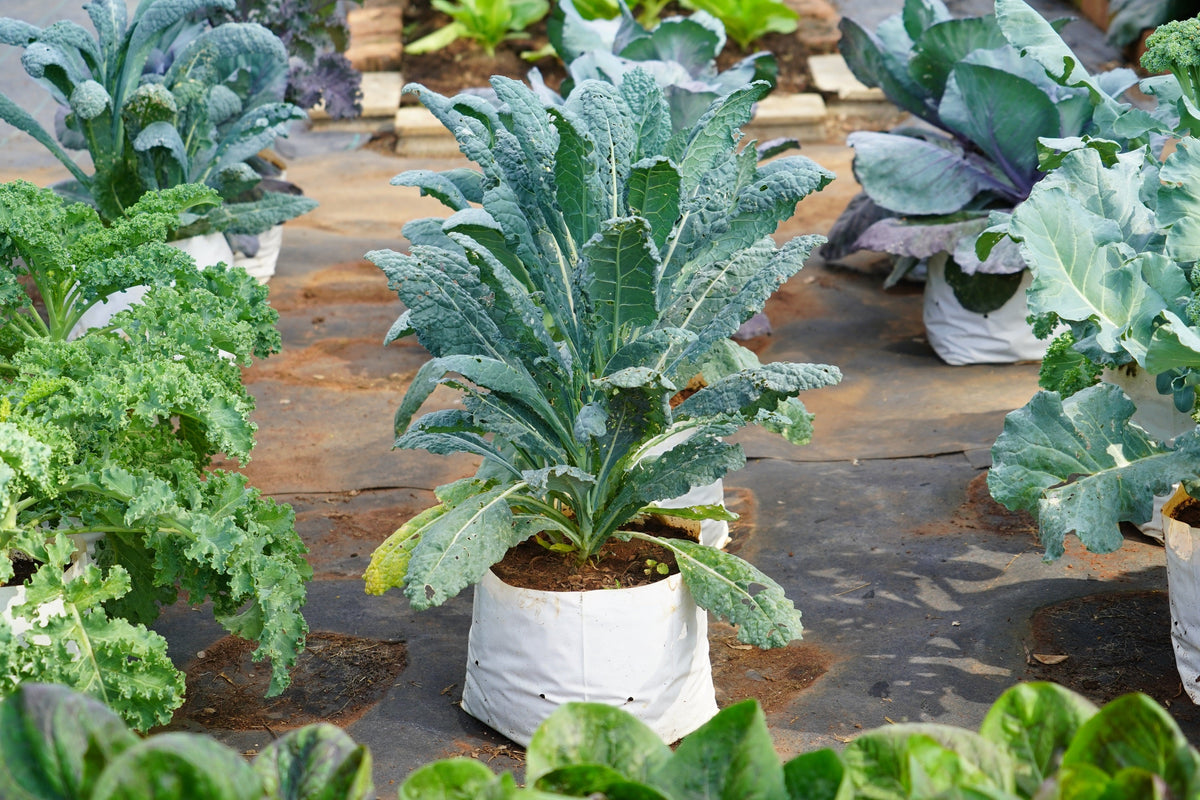 Lacinato Kale Seeds – Dinosaur Tuscan Black Brassica Oleracea Vegetable – photo 8