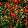 50 WINTERBERRY Holly Ilex Verticillata - Candian Holly  / Fever Bush / Black Alder Tree Shrub Red Berry White Flower Seeds