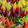 150 Mixed PAMPAS PLUMES COCKSCOMB Celosia Plumosa Flower Seeds