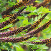 50 FRAGRANT FALSE INDIGO (Dwarf Wild Indigo) Amorpha Nana Flower Seeds