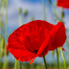 Red American Legion (Corn / Shirley / Flanders) Poppy Papaver Rhoeas Flower Seeds – photo 11