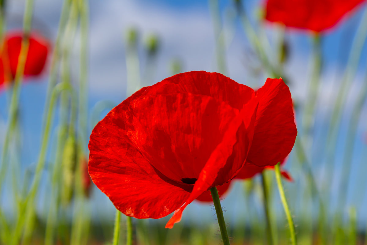 Mixed Colors Shirley Poppy (