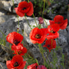 Red American Legion (Corn / Shirley / Flanders) Poppy Papaver Rhoeas Flower Seeds – photo 14