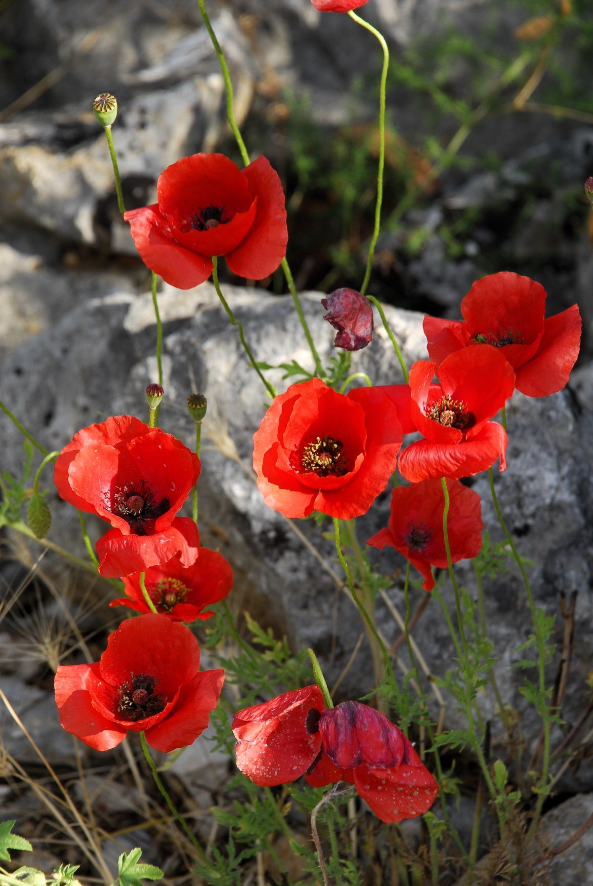 Red American Legion (Corn / Shirley / Flanders) Poppy Papaver Rhoeas Flower Seeds – photo 14
