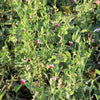 50 AUSTRIAN WINTER PEA Caley Flower Pisum Sativum Ground Cover Crop Legume Seeds