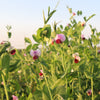 50 AUSTRIAN WINTER PEA Caley Flower Pisum Sativum Ground Cover Crop Legume Seeds