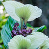 5 WHITE BAT FLOWER Tacca Integrifolia Nivea Bat Head Lily Flower Seeds