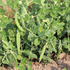 Snow Pea Seeds – Pisum Sativum Vegetable – photo 3