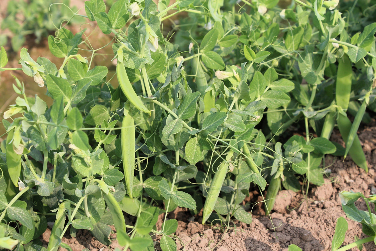 Snow Pea Seeds – Pisum Sativum Vegetable – photo 3