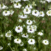 500 White LOVE IN A MIST ( Fennel Flower ) Nigella Damascena Flower Seeds