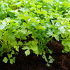 Cutting Leaf Celery Seeds – Apium Graveolens European Chinese Herb – photo 5