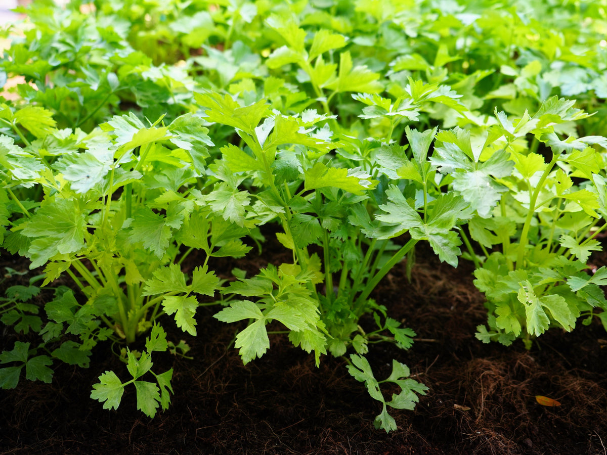 Cutting Leaf Celery Seeds – Apium Graveolens European Chinese Herb – photo 5