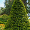 10 ENGLISH YEW Taxus Baccata Tree Shrub Conifer Sun or Shade Red Ornamental Berry Seeds