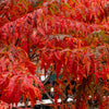 30 FLAMELEAF SUMAC TREE Shining Dwarf Winged Rhus Schmaltzia Copallina Seeds