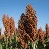 Mennonite Sorghum Seeds – Sugar Cane Sorghum Bicolor Grain Vegetable