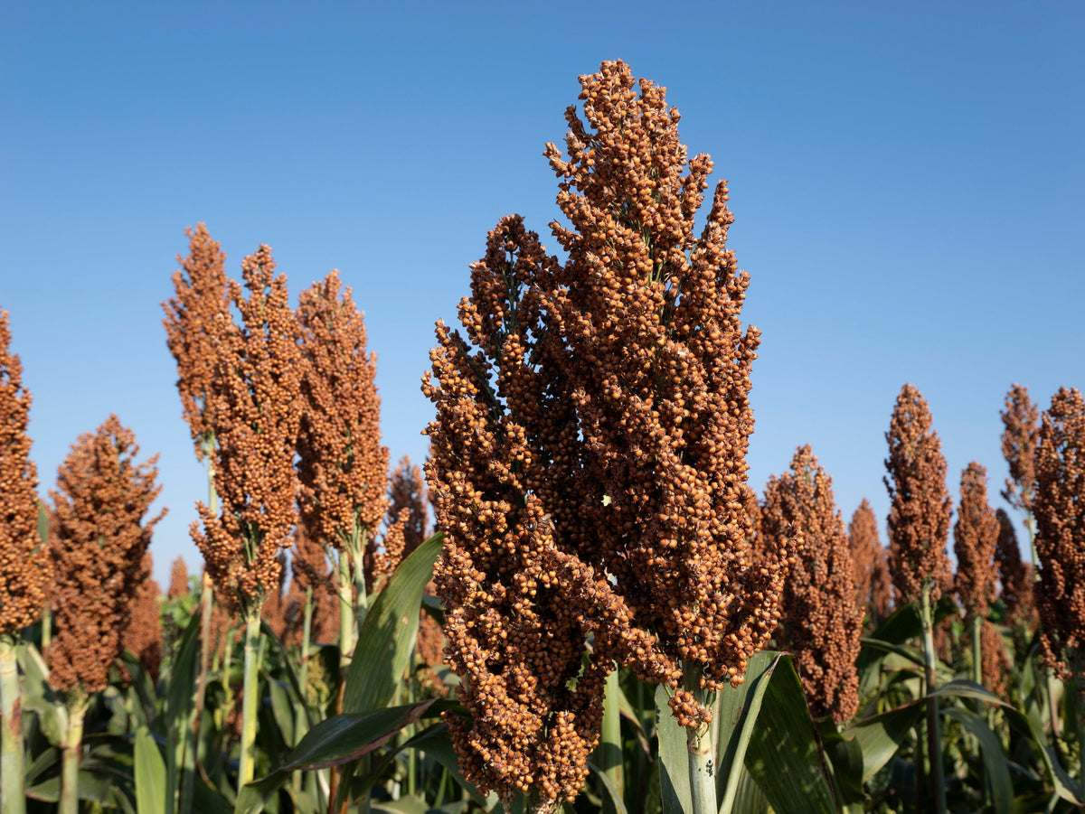 Mennonite Sorghum Seeds – Sugar Cane Sorghum Bicolor Grain Vegetable