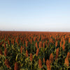 Della Sorghum Seeds – Bicolor Syrup Flour Grain Vegetable – photo 6