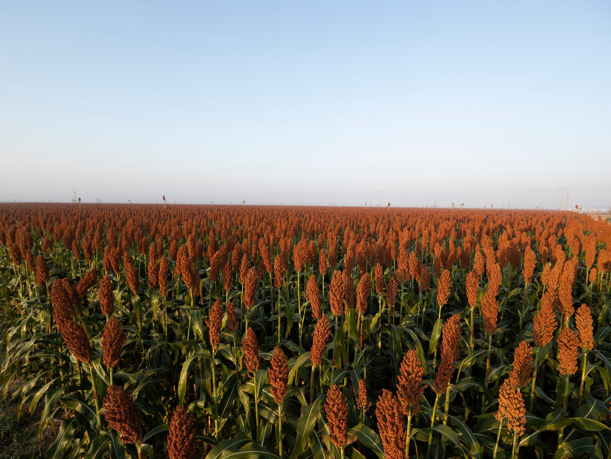Della Sorghum Seeds – Bicolor Syrup Flour Grain Vegetable – photo 6