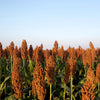 Wild Game Food Plot Sorghum Seeds –