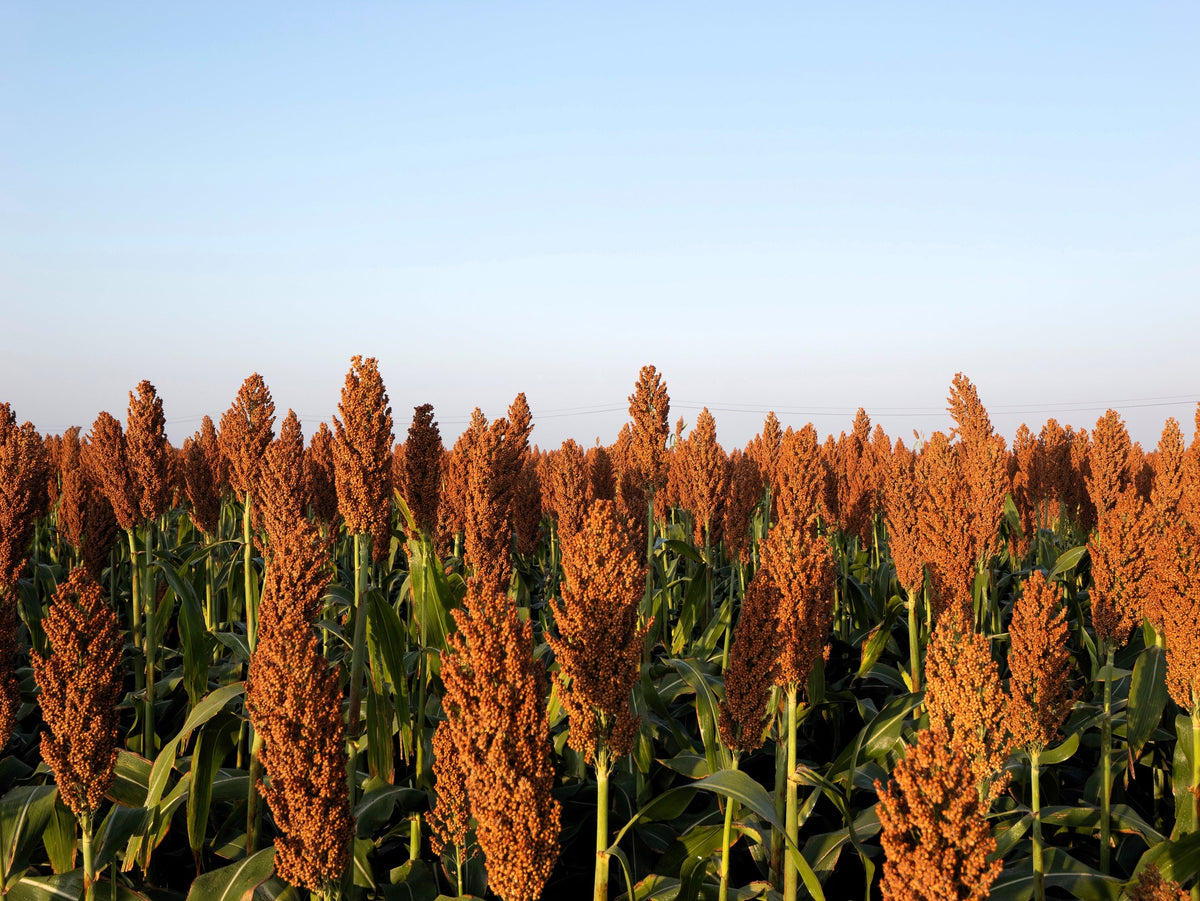 Wild Game Food Plot Sorghum Seeds –