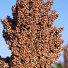 M81E Sorghum Seeds – Light Amber Syrup Bicolor Vegetable Grain