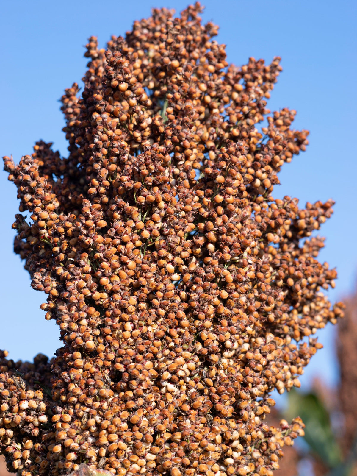 M81E Sorghum Seeds – Light Amber Syrup Bicolor Vegetable Grain