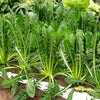 250 CICORIA CATALOGNA Puntarelle Chicorium Chicory Vegetable Seeds