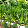 Cicoria Catalogna Seeds – Puntarelle Chicorium Chicory Vegetable – photo 7