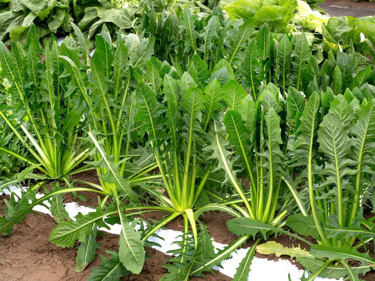 Cicoria Catalogna Seeds – Puntarelle Chicorium Chicory Vegetable – photo 7
