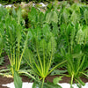 Emerald Catalogna Endive Seeds – Italian Chicory Cichorium Endivia – photo 2